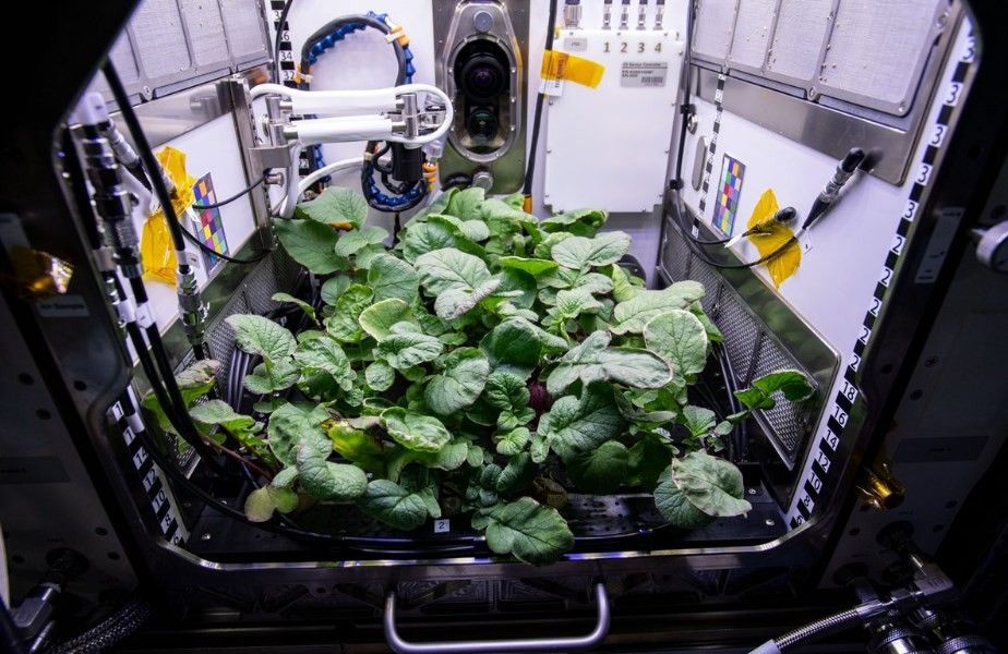Ternyata Sayuran Ini Bisa Ditanam di Luar Angkasa, Para Astronot NASA Memakannya di Malam Tahun Baru, Rasanya?