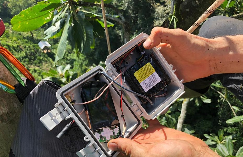 Kini ponsel bekas bisa didaur ulang menjadi alat pemantau hutan hujan